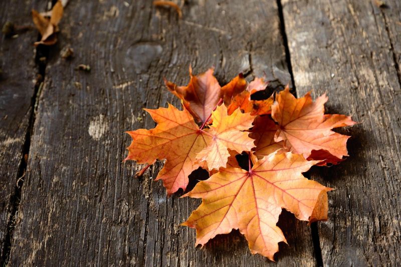 Öffnungszeiten in den Herbstferien 2025